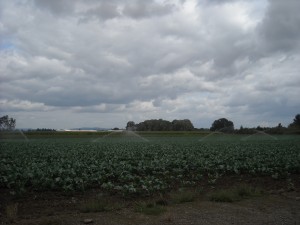 Photo of Scott Miller's Field of Cabbage